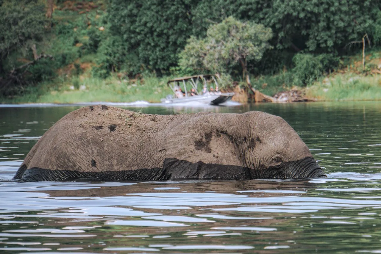 An African elephant partially submerged in a water body in Botswana's lush wildlife habitat.