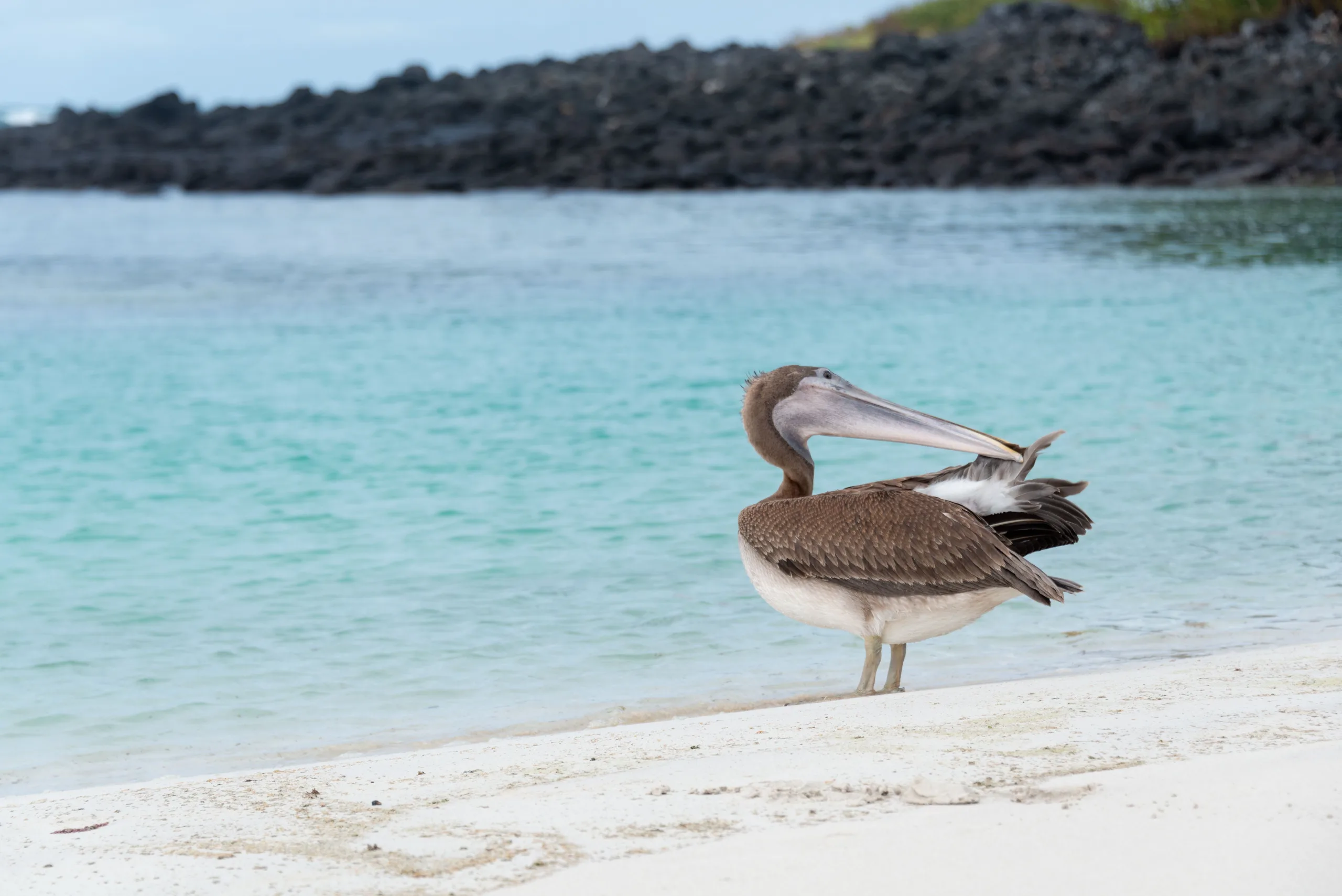 A Galapagos Brown Pelican standing on the sandy beach with clear turquoise water.